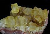 Lustrous, Yellow Cubic Fluorite Crystals - Morocco #37479-1